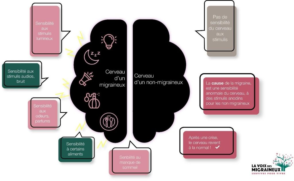 cerveau d'un migraineux et d'un non migraineux