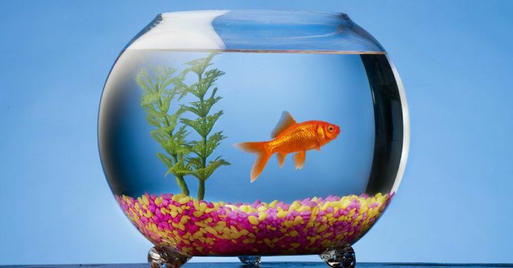 poisson