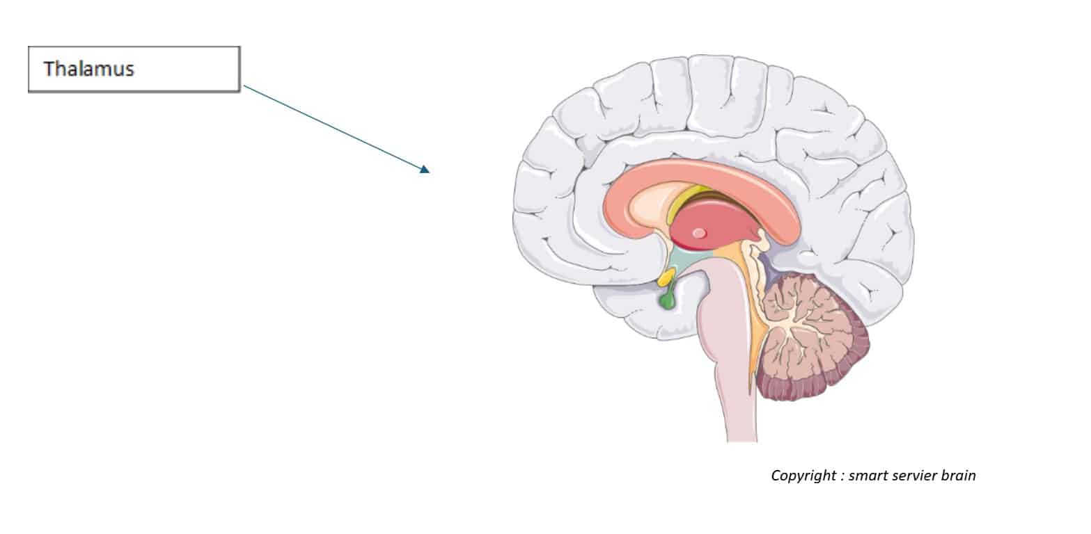 thalamus-cerveau thalamus cerveau